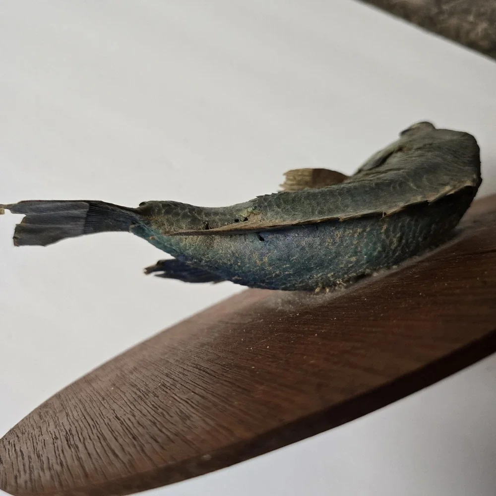 Big Vtg bluegill  skin mount taxidermy fish home office cabin wildlife art decor